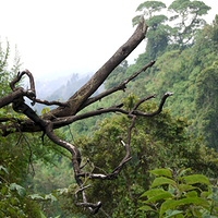 Photo de Rwanda - Parc national des volcans